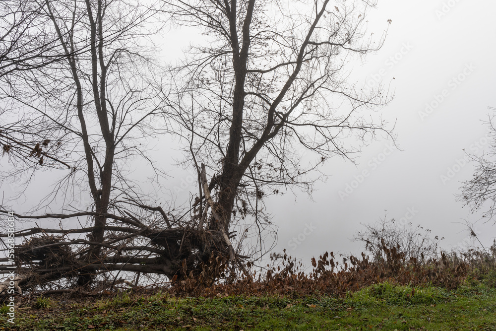 Scrubby trees and fallen branches before a foggy void, dense fog in a fall landscape, horizontal aspect Scrubby trees and fallen branches before a foggy void, dense fog in a fall landscape, horizontal aspect