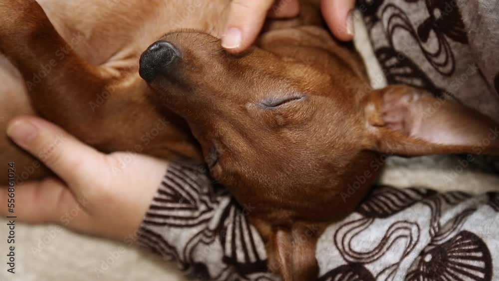 Young mini pinscher puppies are warm and cozy. Young mini pinscher puppies are warm and cozy.