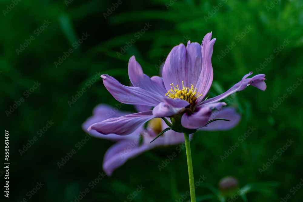 Natural photography of blue flowers in the park Natural photography of blue flowers in the park