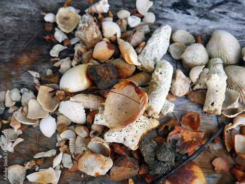 small rusty seashells with wood background