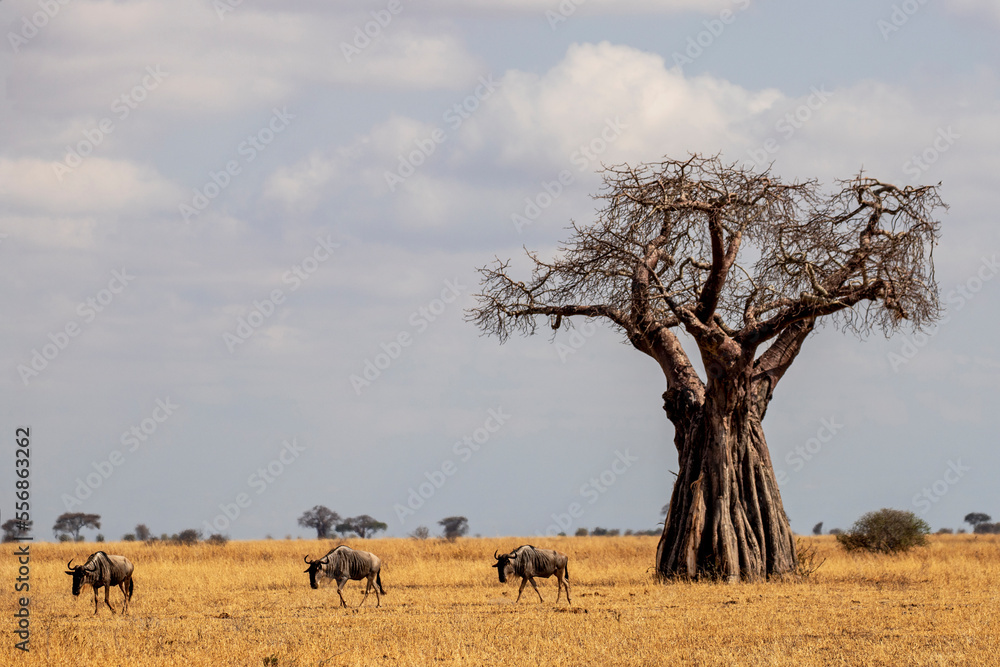 Fototapeta premium African Baobab tree, Tarangire National Park Tanzania