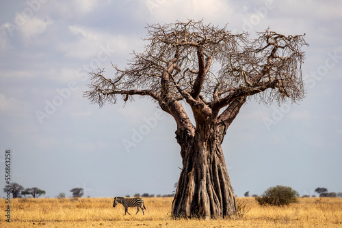 African Baobab tree, Tarangire National Park Tanzania photo