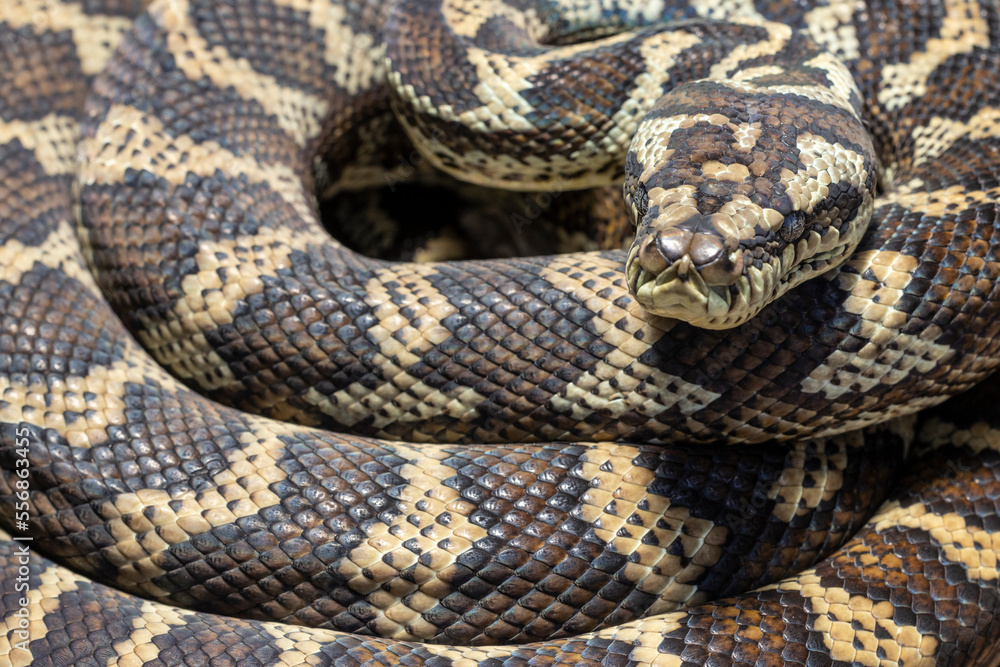 Australian Coastal Carpet Python resting in curled position Australian Coastal Carpet Python resting in curled position