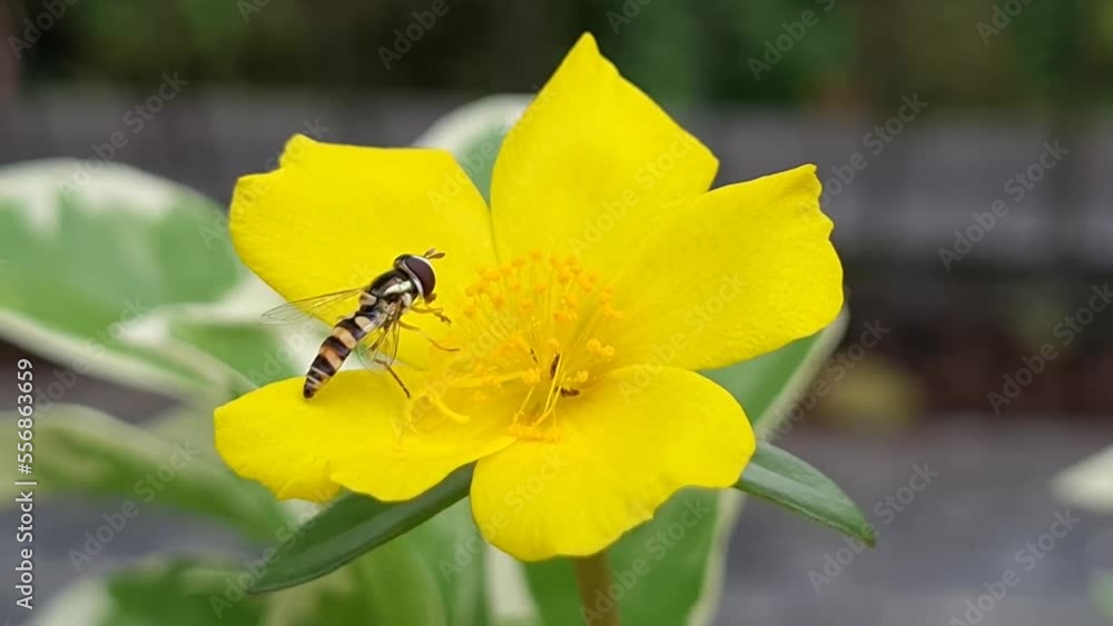 honey bees collect pollen on yellow flowers. yellow jackets bees or sweat bees close up honey bees collect pollen on yellow flowers. yellow jackets bees or sweat bees close up