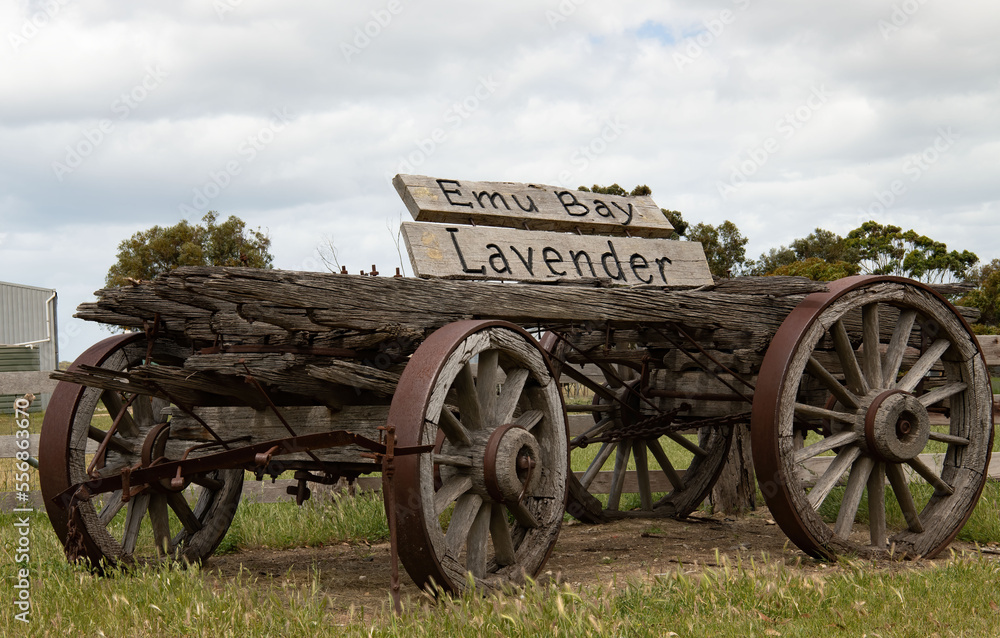 Fototapeta premium Old wooden, four-wheeled cart with rusted metal wheels. A sign on top reads 'Emu Bay Lavender'.