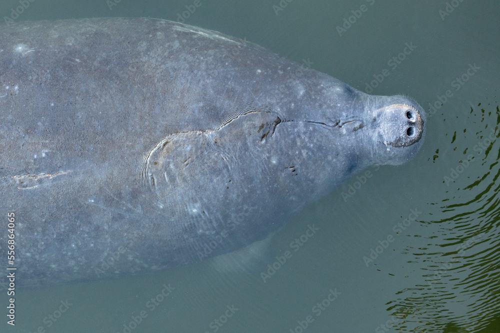 Naklejka premium Closeup of a Florida manatee (Trichechus manatus latirostris) in the warm water refuge near the Tampa Electric (TECO) power plant in Apollo Beach, Florida