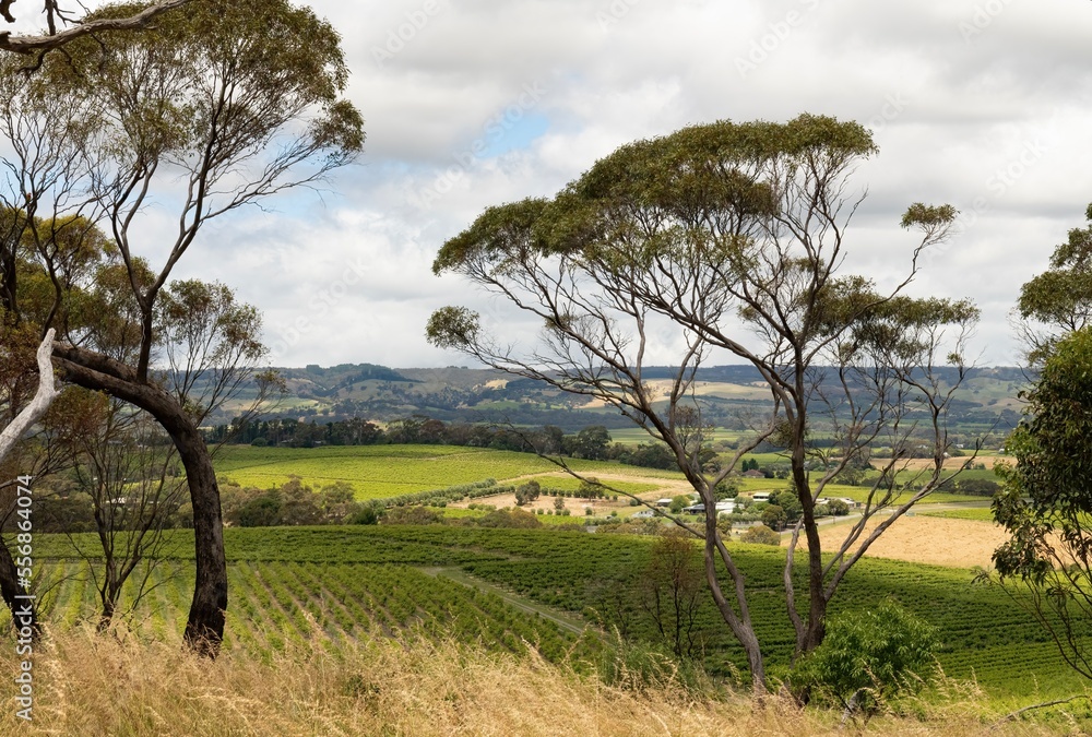 View of McLaren Vale wine region in South Australia with vineyards, meadows and stone pines
