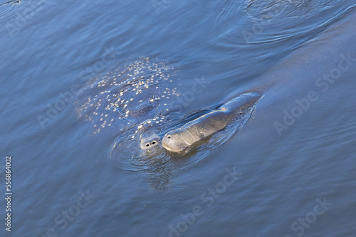 Two Florida manatees (Trichechus manatus latirostris) together—possibly a mother and her baby—keep warm in the warm-water outlow of a Tampa Electric (TECO) power plant in Apollo Beach, Florida. photo