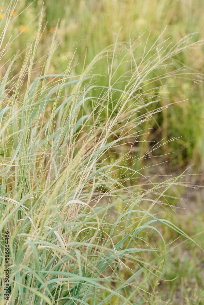 tall grass prairie and oak savannah plants