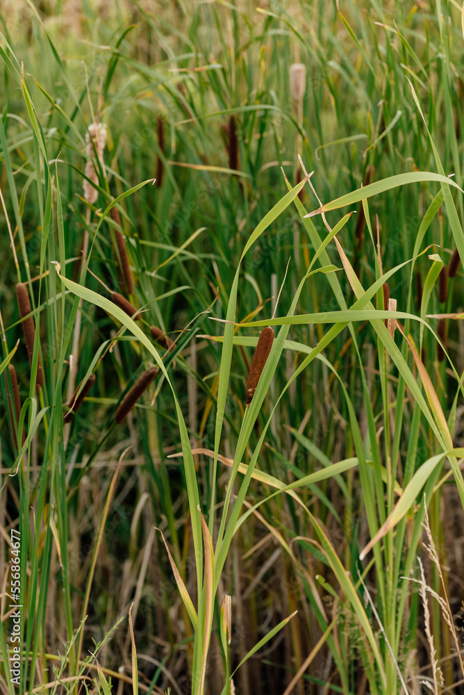 Obraz premium tall grass prairie and oak savannah plants