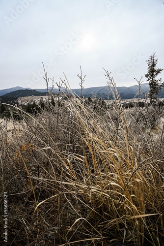 Dried grasses with a light dusting of snow in the colorado rocky mountains