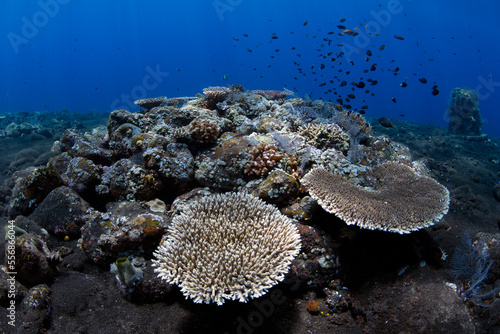 Amazing coral reefs. Sea life of Tulamben, Bali, Indonesia.