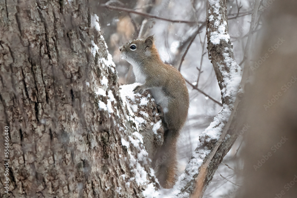 Red Squirrel Repose
(Sciurus vulgaris) pauses on a stalwart tree in the dense forest. Free snow fall muffles its goings on in the wood Red Squirrel Repose
(Sciurus vulgaris) pauses on a stalwart tree in the dense forest. Free snow fall muffles its goings on in the wood