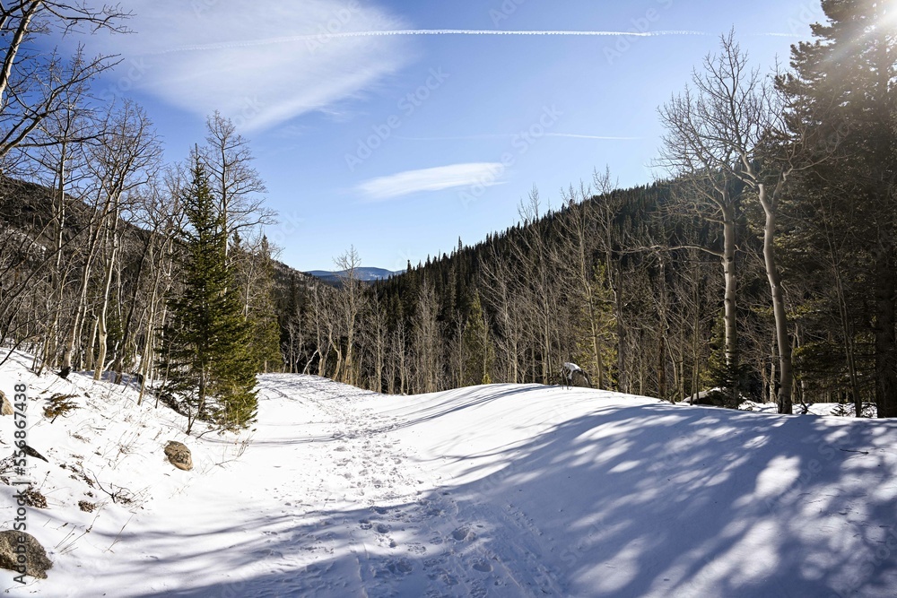 Fototapeta premium Snow day in the Rocky Mountains - Boulder County, Colorado