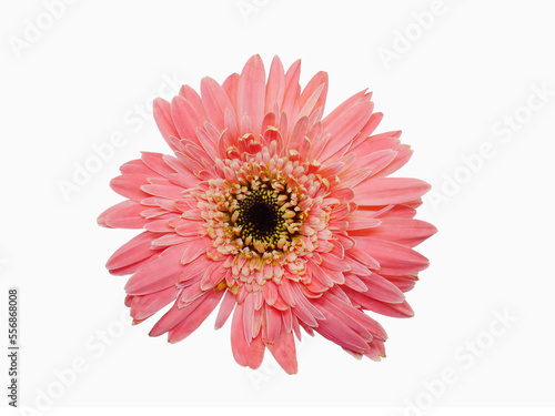 Isolated flower with white background