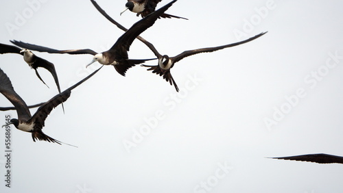 Magnificent frigatebirds (Fregata magnificens) in flight above Puerto Lopez, Ecuador