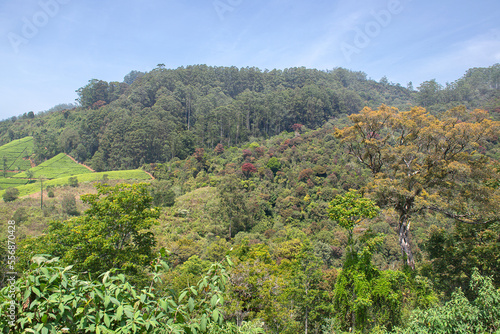 Tea plantation and forest in Nuwara Eliya, Sri Lanka.