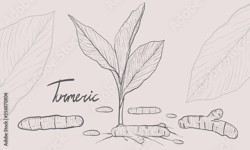 hand drawn sketch turmeric root