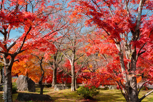 Autumn of Chishaku-in temple in Kyoto, Japan