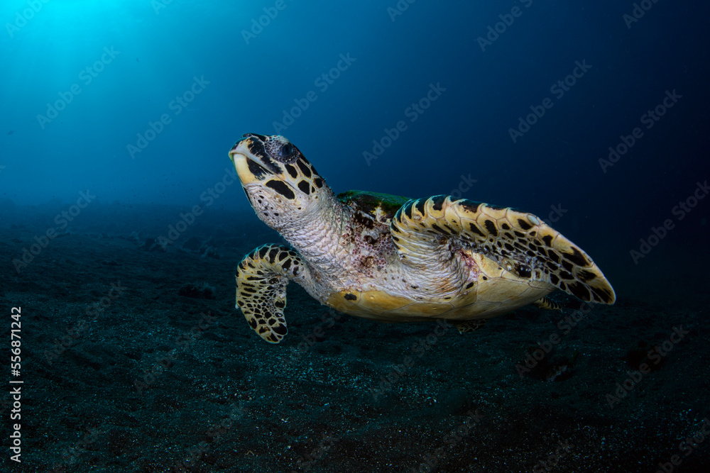 Hawksbill Turtle - Eretmochelys imbricata swims along the sea floor. Sea life of Tulamben, Bali, Indonesia.