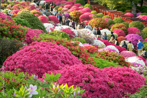 Fotografía 色とりどりのツツジが咲く春の根津神社　Colorful azalea flowers at Nezu Shrine in Tokyo, Japan