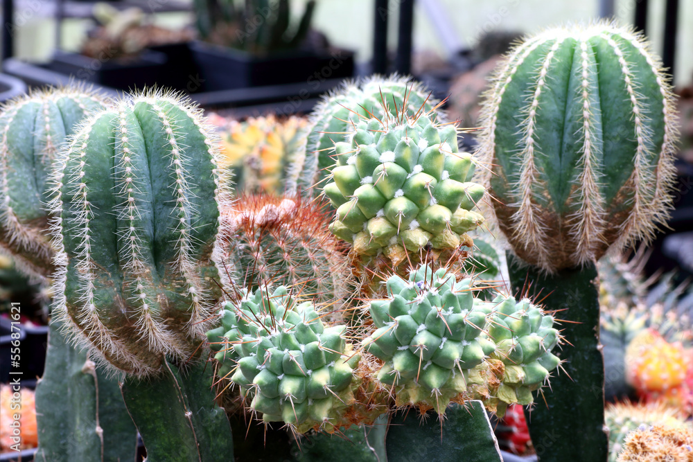 Beautiful ornamental cactus in the garden decoration