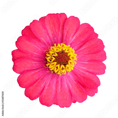 beautiful red Common Zinnia flower isolated on white background