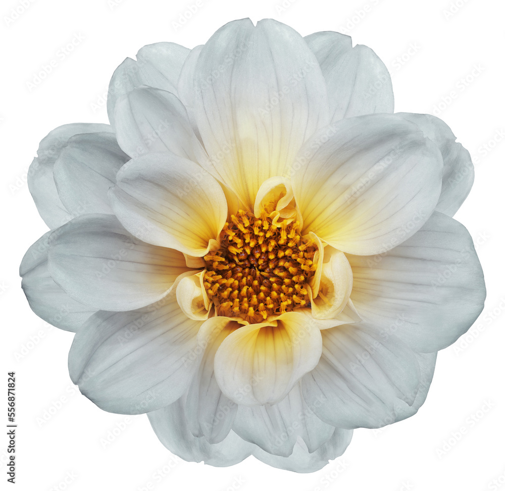 White dahlia. Flower on isolated background with clipping path. For design. Closeup. Transparent background. Nature. White dahlia. Flower on isolated background with clipping path. For design. Closeup. Transparent background. Nature.