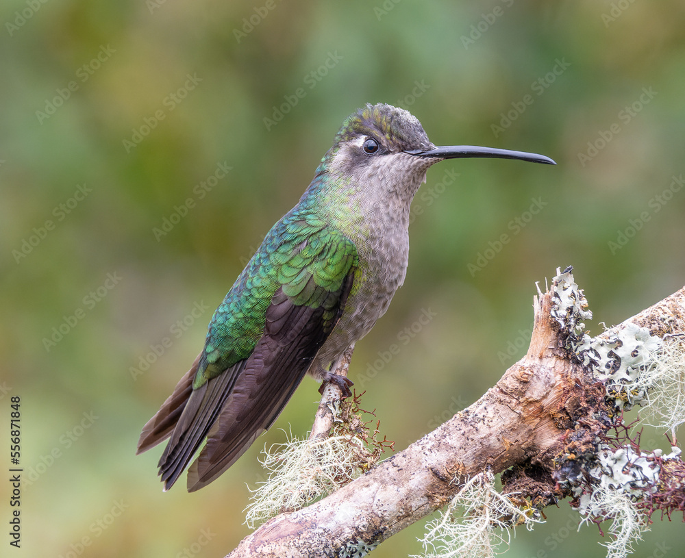 Fototapeta premium a talamanca hummingbird perched on a branch at a garden in costa rica