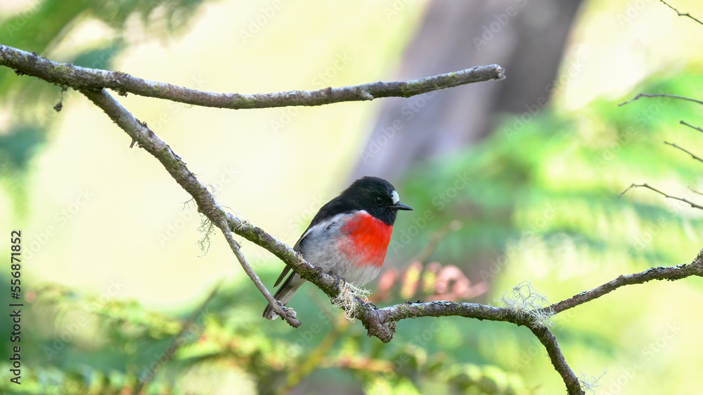 close up of a male scarlet robin at mt field close up of a male scarlet robin at mt field