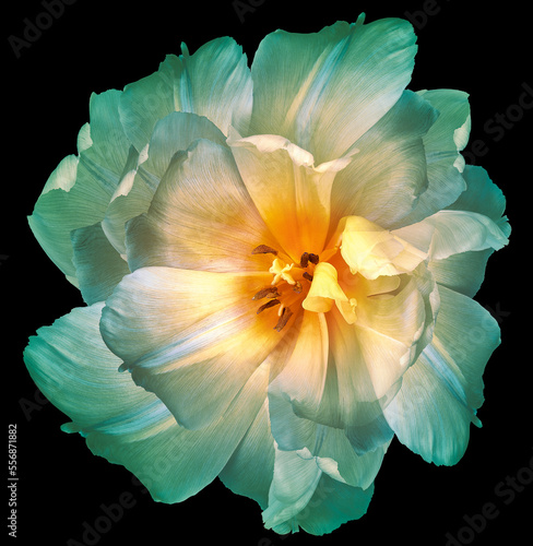 -yellow tulip flower on black isolated background. Closeup. 