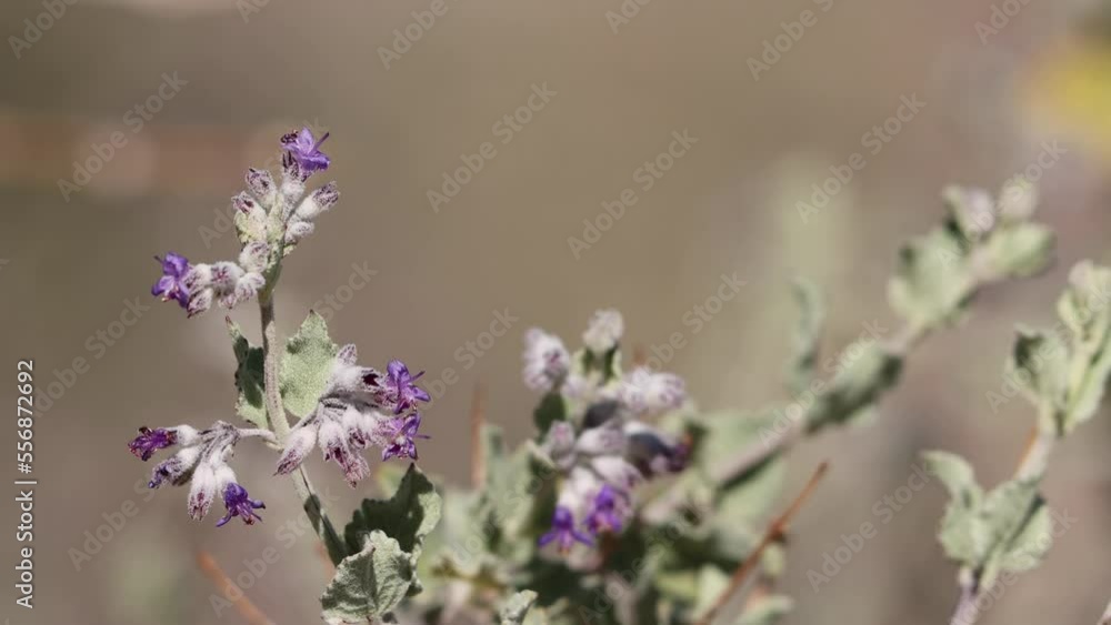 Purple flowering cymose head inflorescences of Condea Emoryi, Lamiaceae, native monoclinous deciduous shrub in the Borrego Valley Desert, Autumn. Purple flowering cymose head inflorescences of Condea Emoryi, Lamiaceae, native monoclinous deciduous shrub in the Borrego Valley Desert, Autumn.
