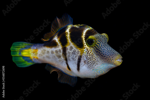 Canvas Print An amazing tropical fish - False Puffer - Paraluteres prionurus at night