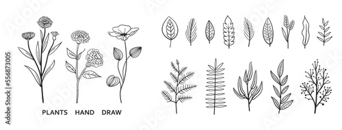 Set collection plants flowers and leaves hand drawn vector. Drawing beautiful creeper leaves, decorative set with flowers and leafs