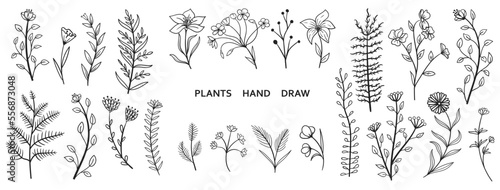Set collection plants flowers and leaves hand drawn vector. Drawing beautiful creeper leaves, decorative set with flowers and leafs