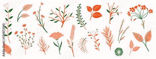 set collection plants flowers and leaves - hand draw vector. Drawing beautiful plants, and decorative set with colours