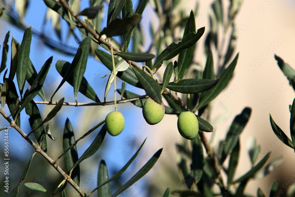 Olive trees in a city park in northern Israel. Olive trees in a city park in northern Israel.
