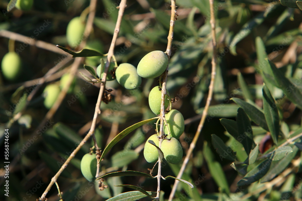 Olive trees in a city park in northern Israel. Olive trees in a city park in northern Israel.