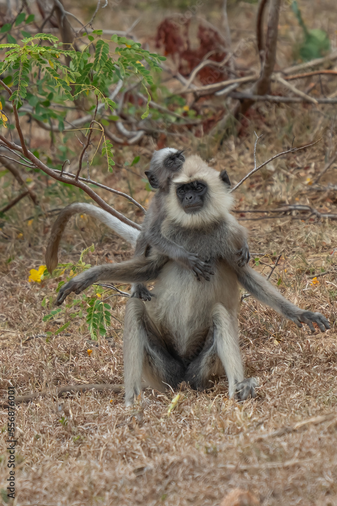 Fototapeta premium Eating langur. Closeup portrait of Tufted gray langur (Semnopithecus priam), also known as Madras gray langur, and Coromandel sacred langur