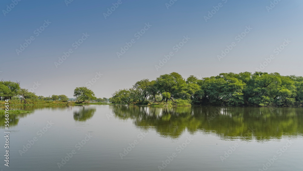 On the shore of a calm lake, green grass grows, lush trees. A mirror image on the water. Blue sky. Copy space. India. Keoladeo Bird Sanctuary. Bharatpur