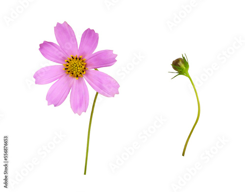 Purple cosmos flower and bu...