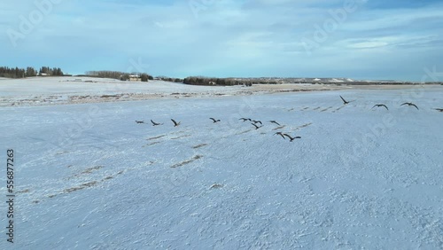 Canadian Geese fly around a farmers field in the middle of winter outside of Calgary, Alberta, Canada photo