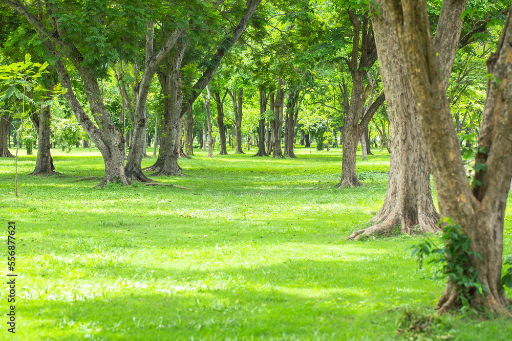 Morning sunlight on tree in the garden for background.