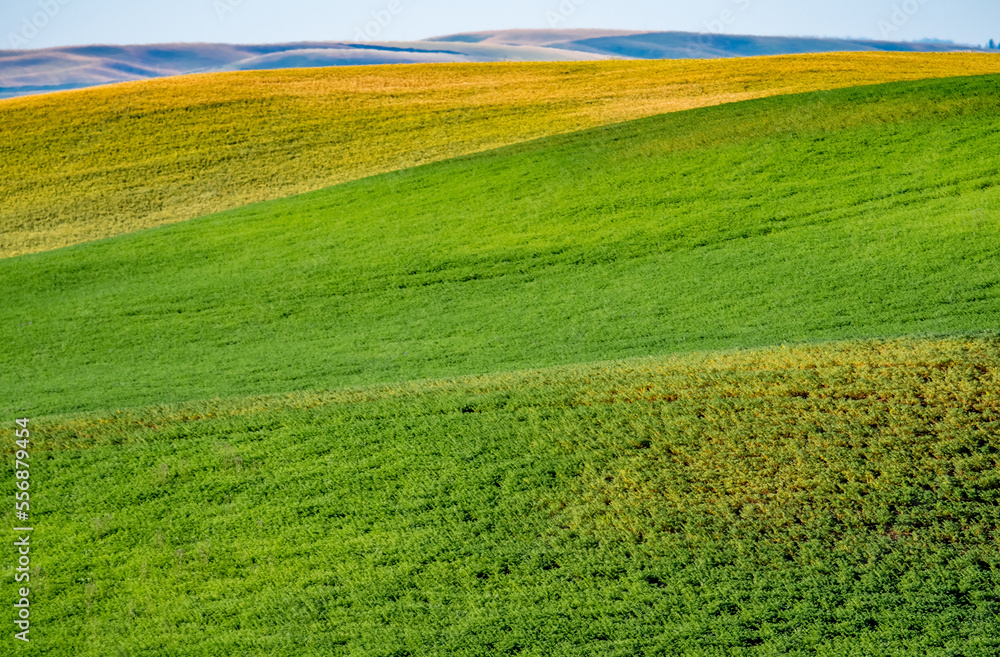 Obraz premium landscape scenes in palouse washington