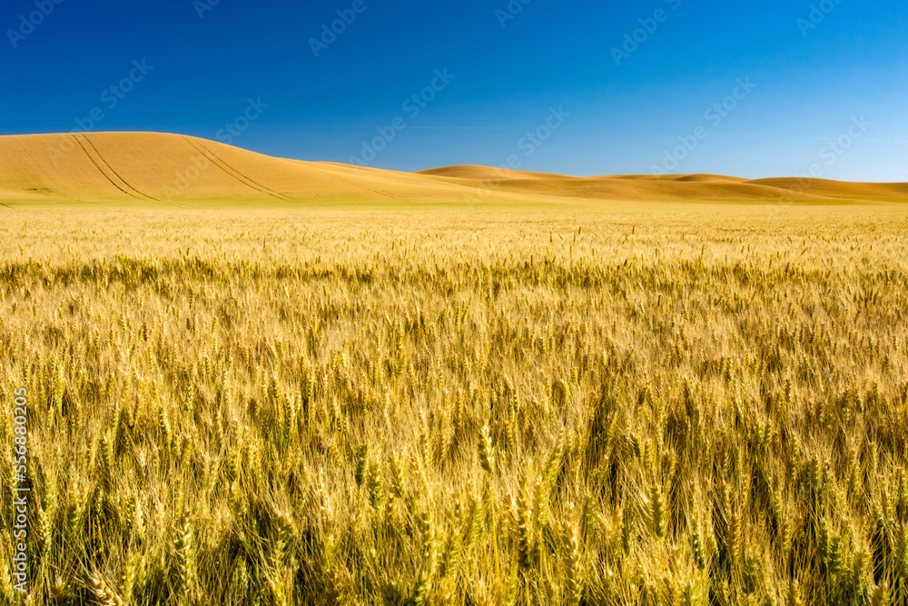 beautiful gold wheat fields ready for harvest in america