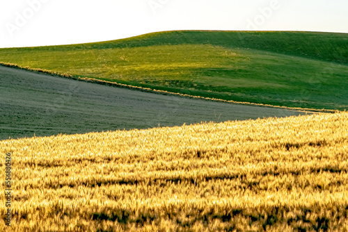 landscape scenes in palouse washington photo