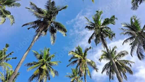 Wallpaper Mural Swaying coconut palm trees in bright blue sky and clouds. 4K tropical island summer footage. Torontodigital.ca