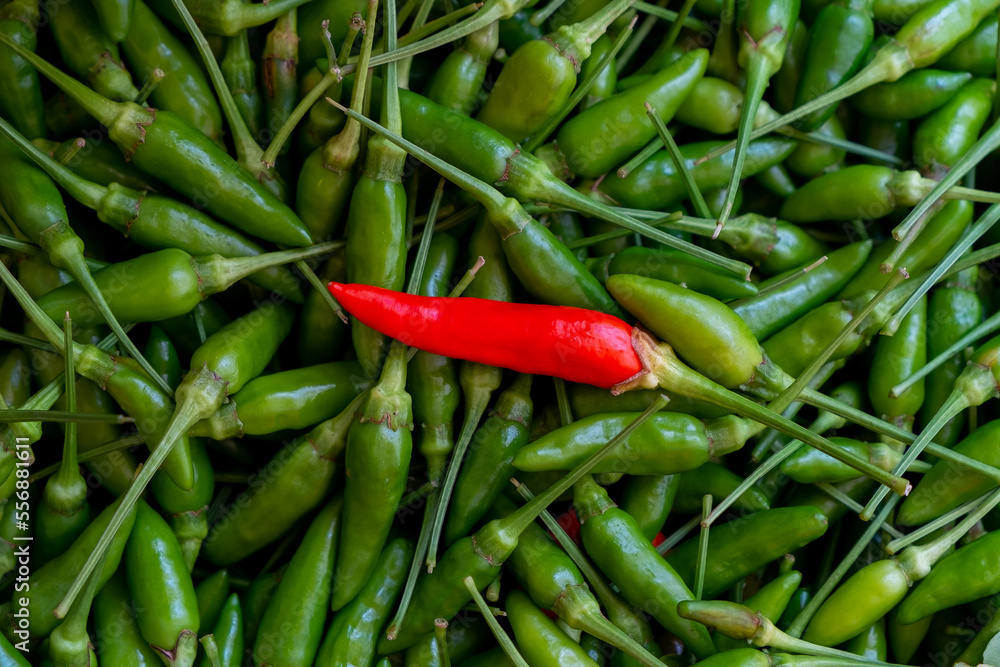 Raw and Fresh Paprika, Thai Chilli Pepper from Chilli Plantation, Spicy Red Chilli on Green Chilli Background Raw and Fresh Paprika, Thai Chilli Pepper from Chilli Plantation, Spicy Red Chilli on Green Chilli Background