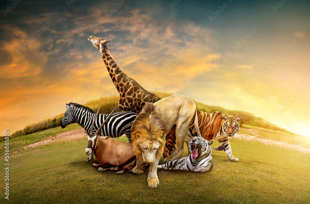 Group of many African animals giraffe, lion, tiger, zebra and others