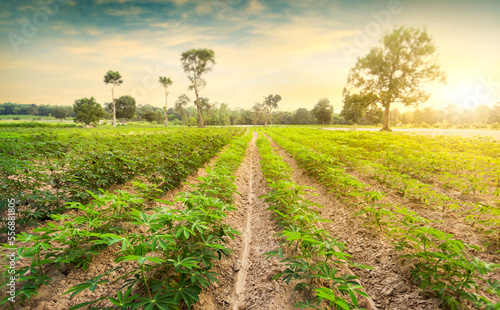 Photography row of cassava tree in field
